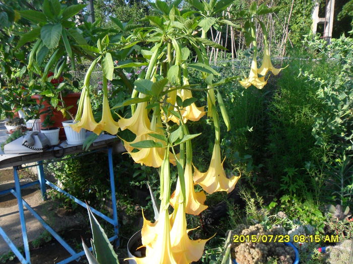 SAM_0712 - Brugmansia