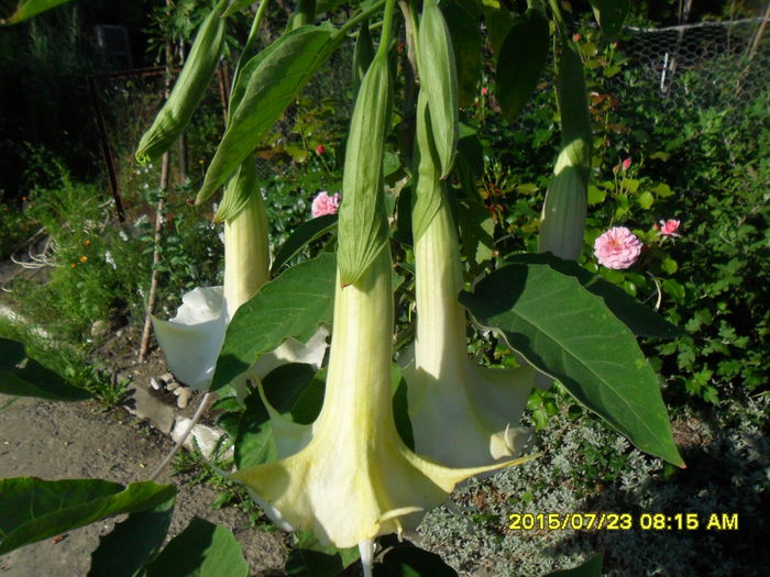 SAM_0714 - Brugmansia