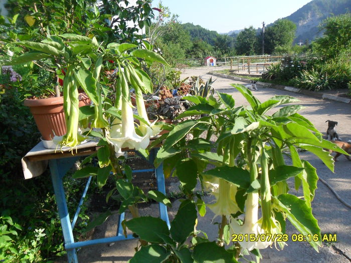 SAM_0716 - Brugmansia