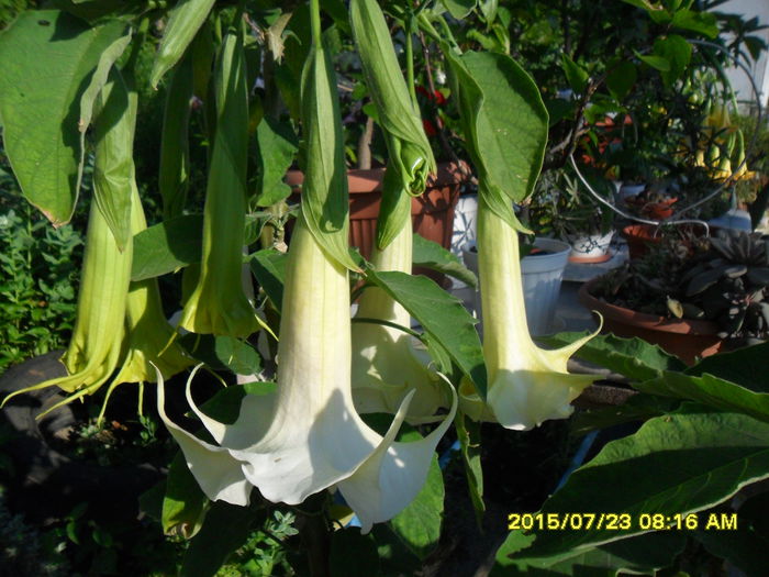 SAM_0718 - Brugmansia