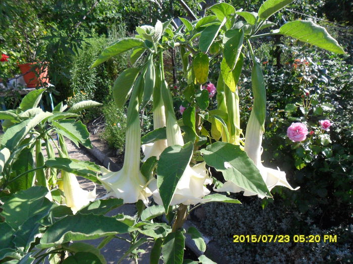 SAM_0725 - Brugmansia