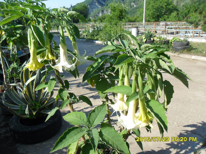 SAM_0726 - Brugmansia