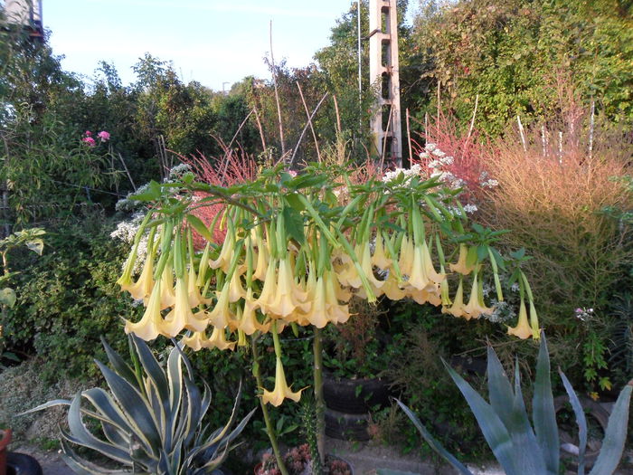 SAM_1497 - Brugmansia