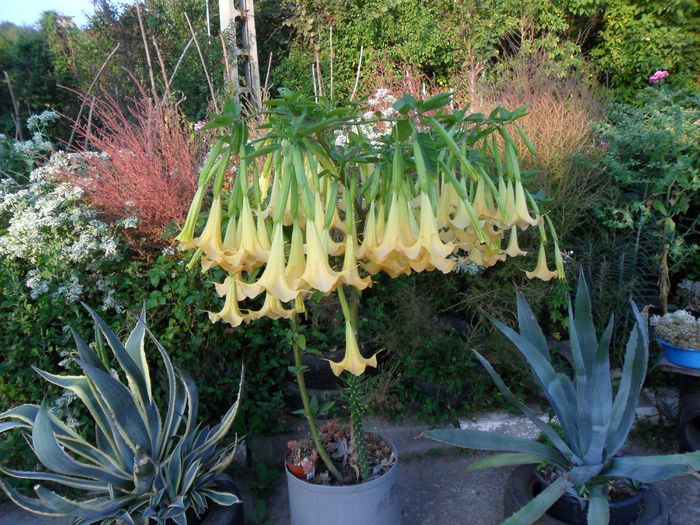 SAM_1498 - Brugmansia