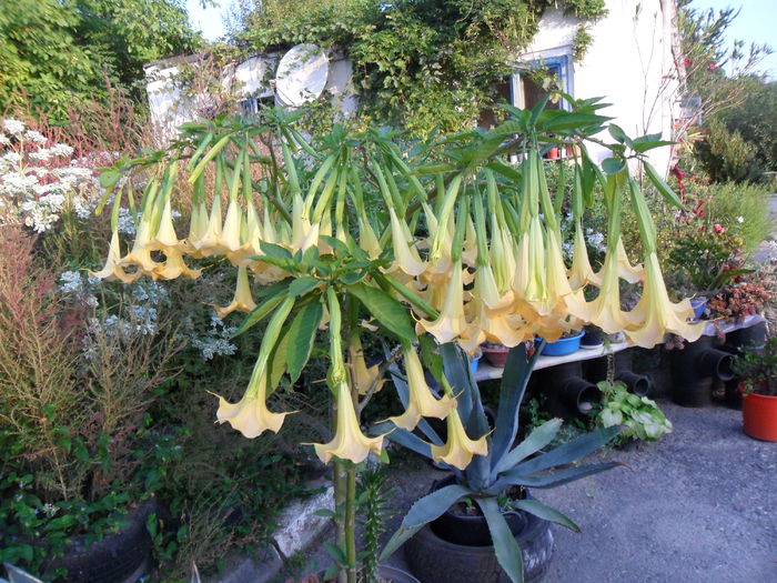 SAM_1499 - Brugmansia