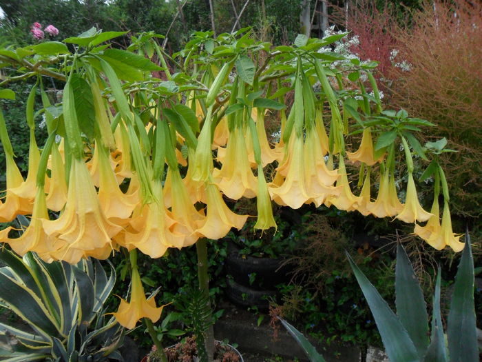 SAM_1536 - Brugmansia