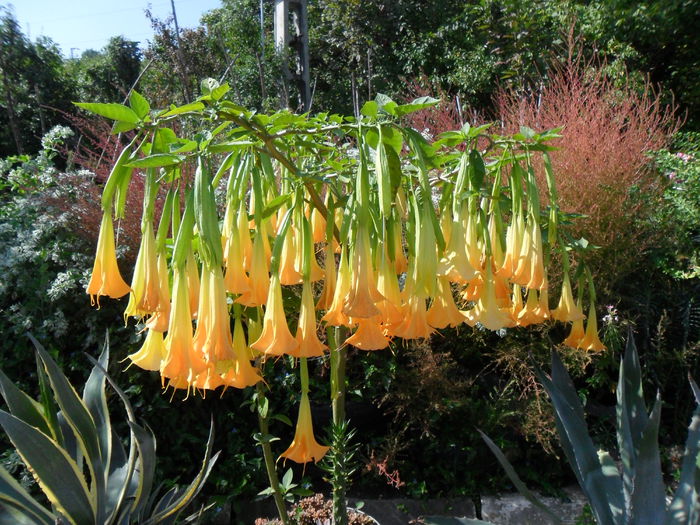 SAM_1549 - Brugmansia