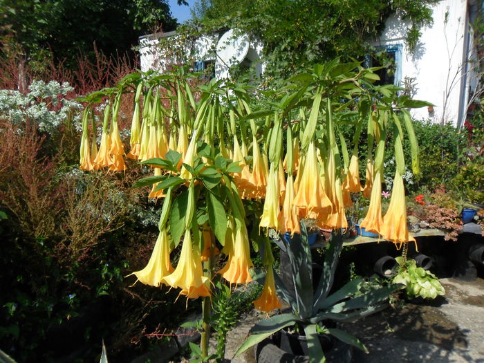 SAM_1550 - Brugmansia