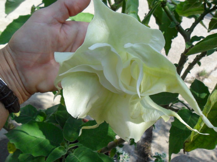 SAM_1551 - Brugmansia