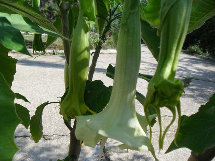 SAM_1552 - Brugmansia