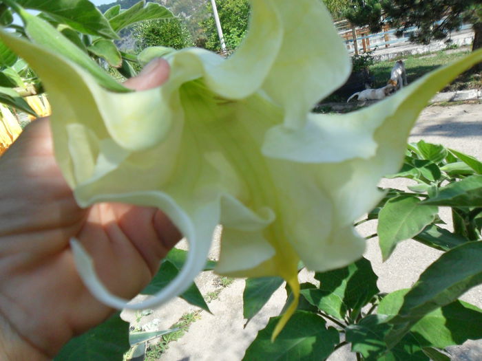 SAM_1553 - Brugmansia