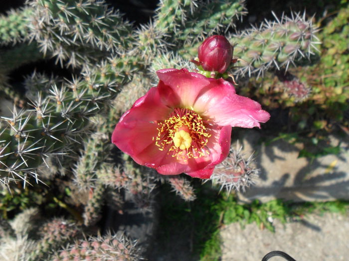SAM_1502 - Cactusi si suculente 2015