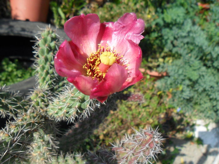 SAM_1503 - Cactusi si suculente 2015