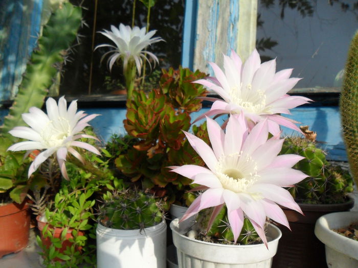 SAM_1522 - Cactusi si suculente 2015