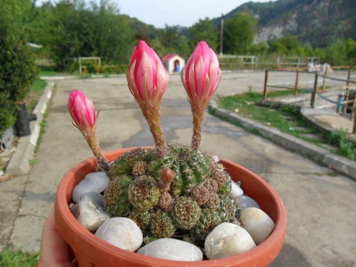 SAM_1525 - Cactusi si suculente 2015