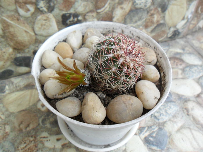 SAM_1529 - Cactusi si suculente 2015