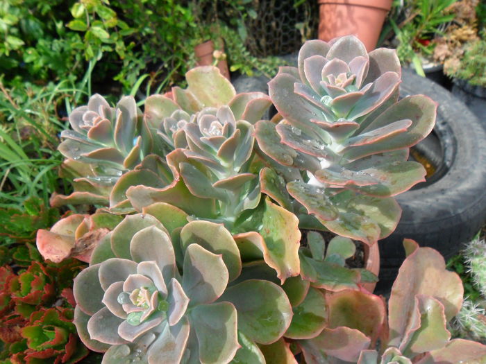 SAM_1539 - Cactusi si suculente 2015