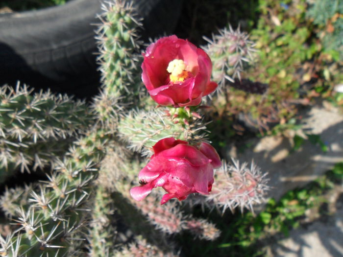 SAM_1542 - Cactusi si suculente 2015