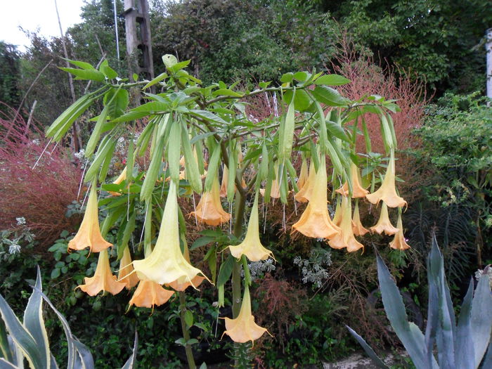 SAM_1585 - Brugmansia