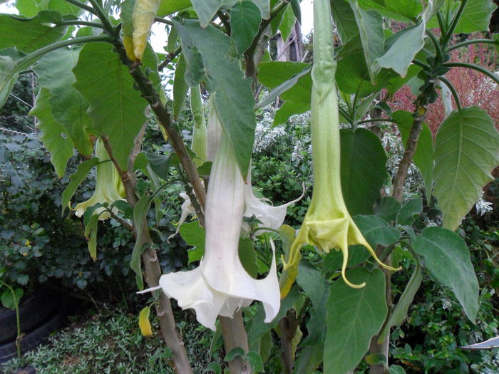 SAM_1586 - Brugmansia