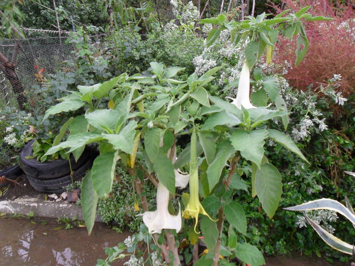 SAM_1587 - Brugmansia