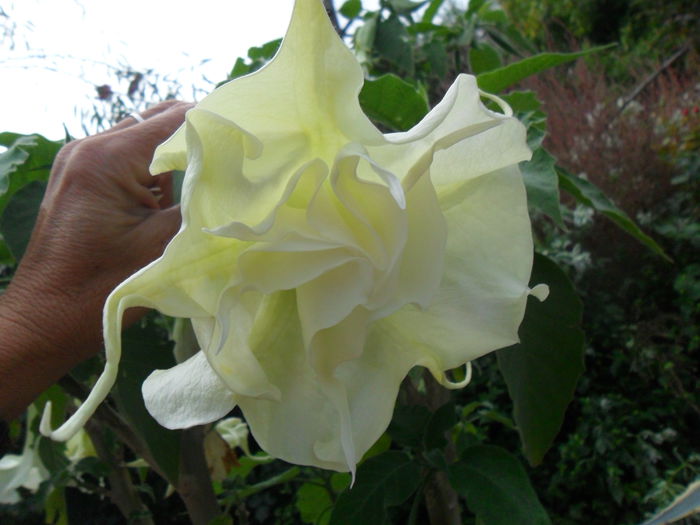 SAM_1614 - Brugmansia