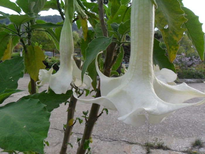 SAM_1624 - Brugmansia