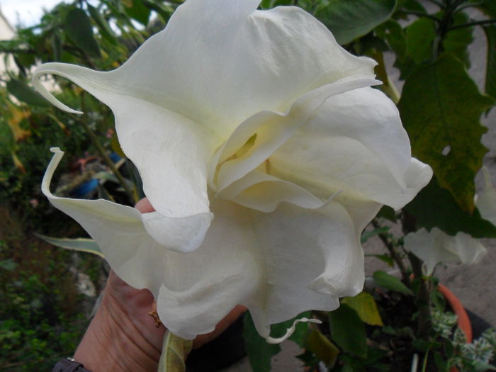 SAM_1625 - Brugmansia