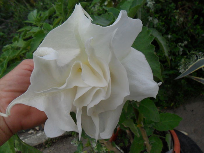 SAM_1626 - Brugmansia