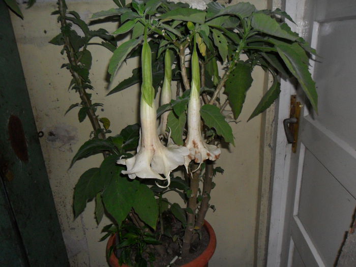 SAM_1638 - Brugmansia