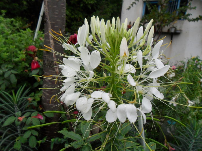 SAM_1588 - Cleome