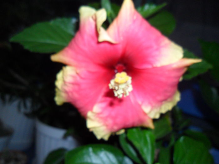 SAM_1594 - Hibiscusi 2015