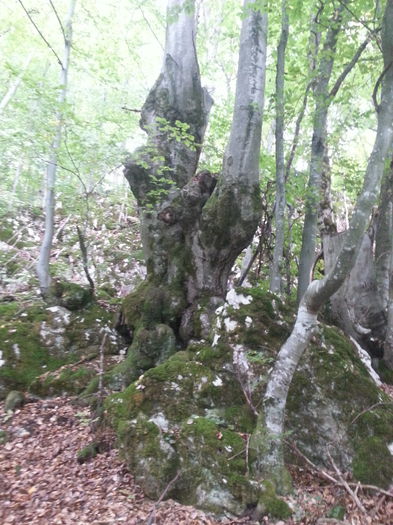 Huhurezu blajeni - Amintiri