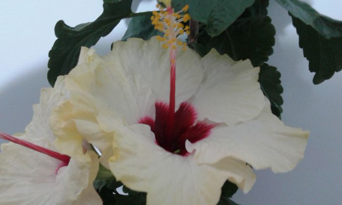 20151009_012321 - Hibiscus Boreas White