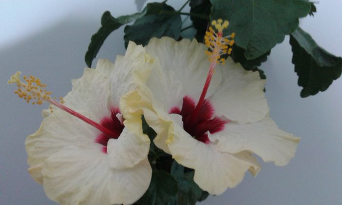 20151009_012309 - Hibiscus Boreas White