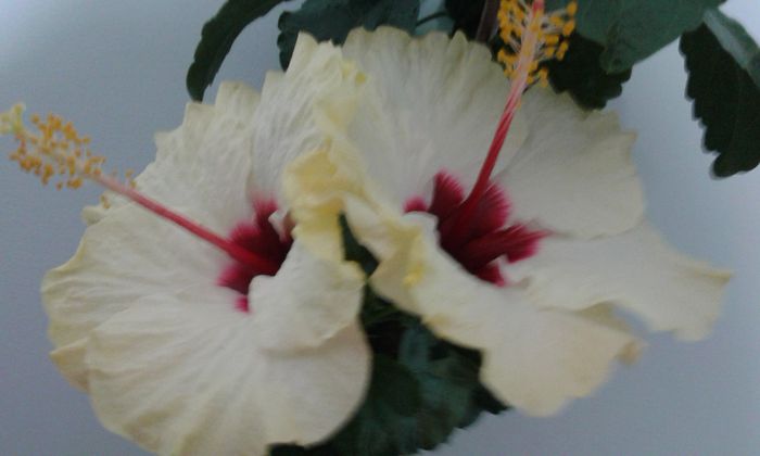 20151009_012304 - Hibiscus Boreas White