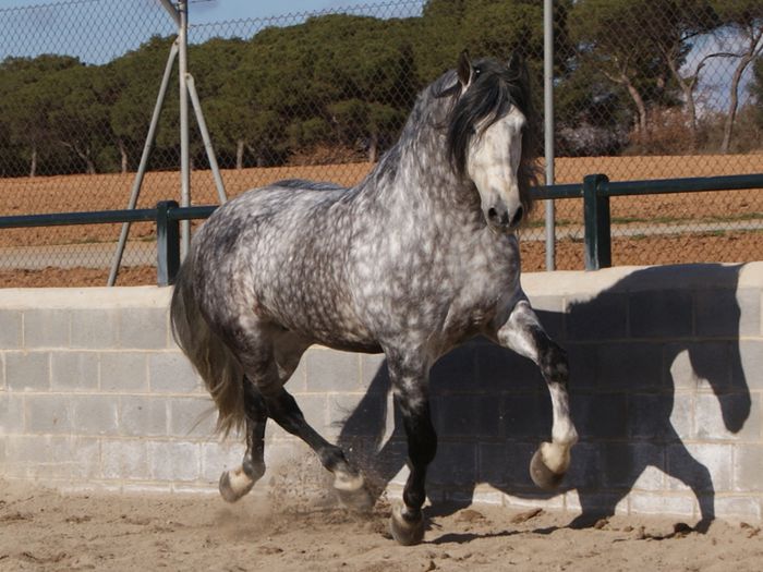 Andalusian armasar deosebit