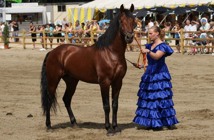 Andalusian deosebit cu o femeie - CAI DE RASA SI CATEVA OI POZE DEOSEBITE