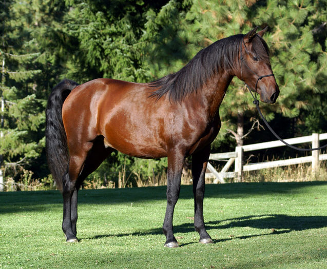 Andalusian roscat frumos-8c - CAI DE RASA SI CATEVA OI POZE DEOSEBITE