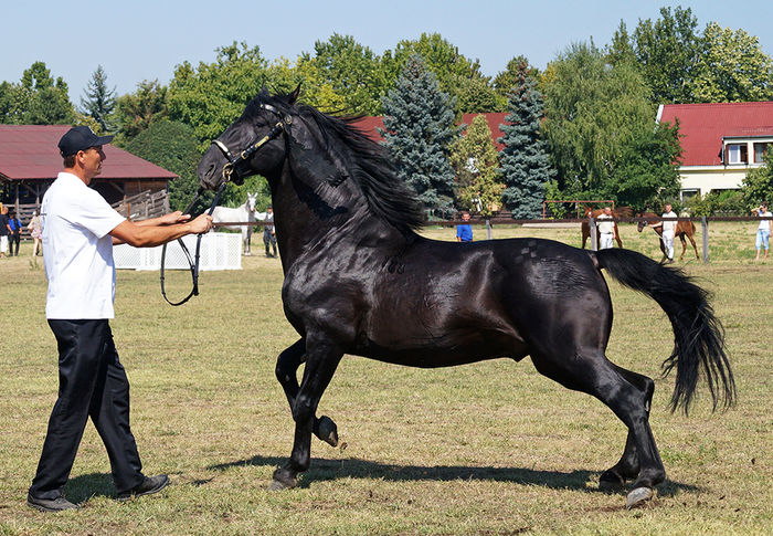 Cal Nonius bine hranit