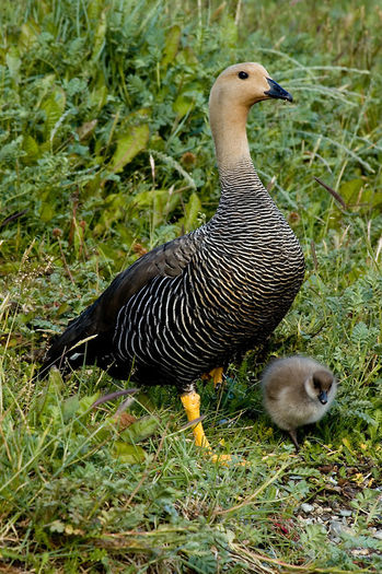 JEAL0523-Female-Cauquen-Caiquen-Chloephaga-picta-in-Tierra-del-Fue