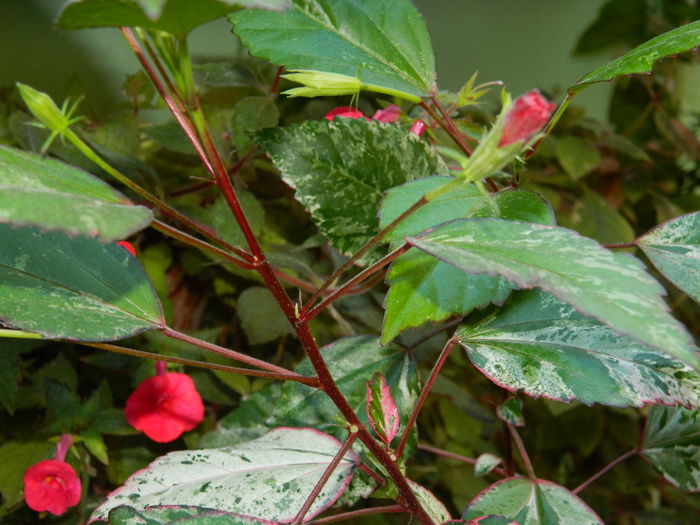 DSCN0333 - 2015_OCTOMBRIE