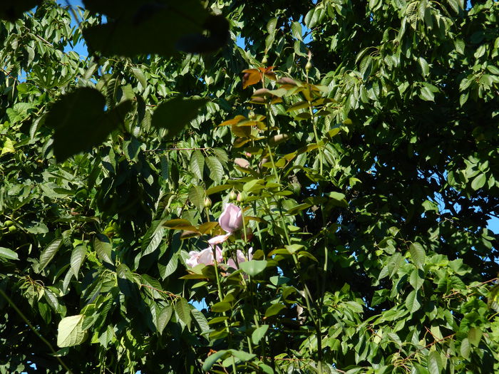 DSCN0337 - 2015_OCTOMBRIE