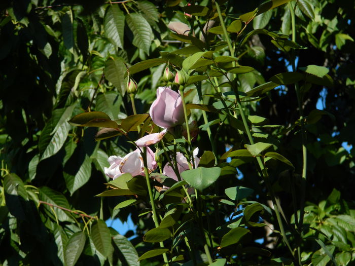 DSCN0338 - 2015_OCTOMBRIE