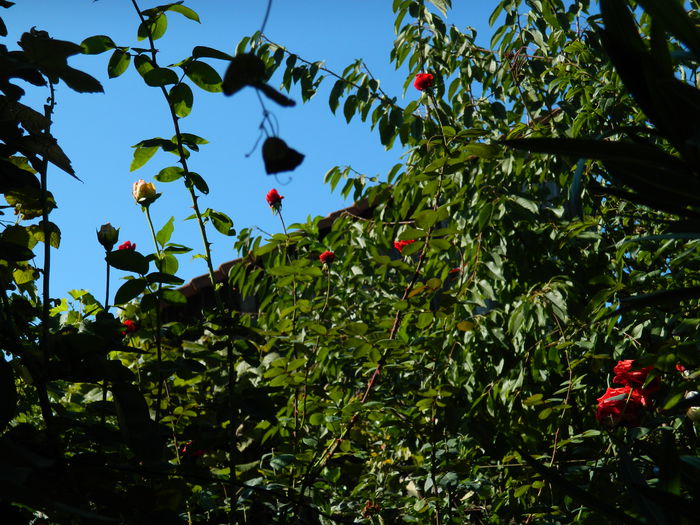 DSCN0339 - 2015_OCTOMBRIE