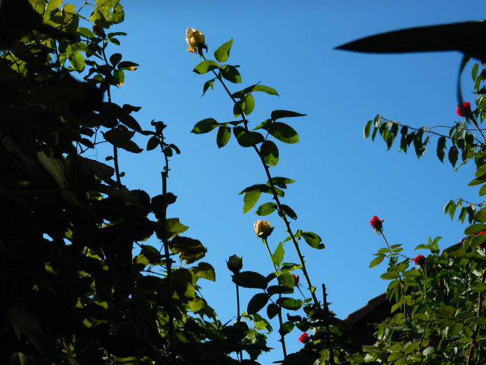 DSCN0340 - 2015_OCTOMBRIE