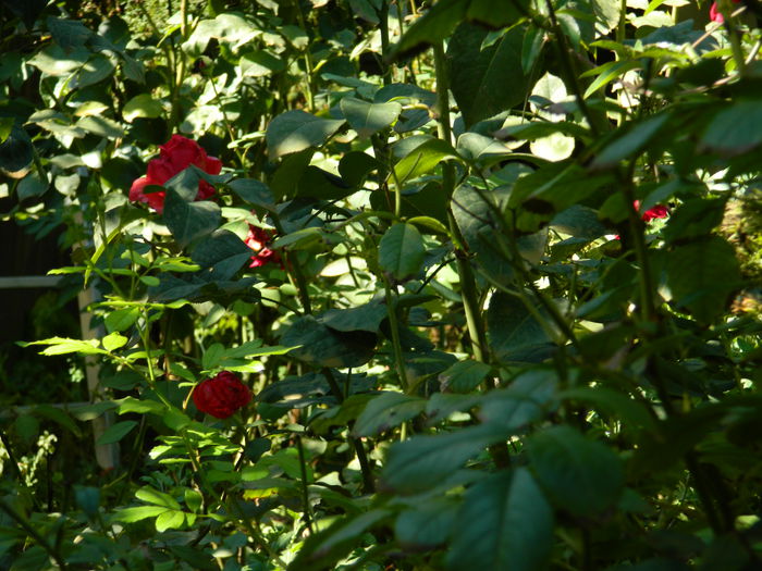 DSCN0342 - 2015_OCTOMBRIE