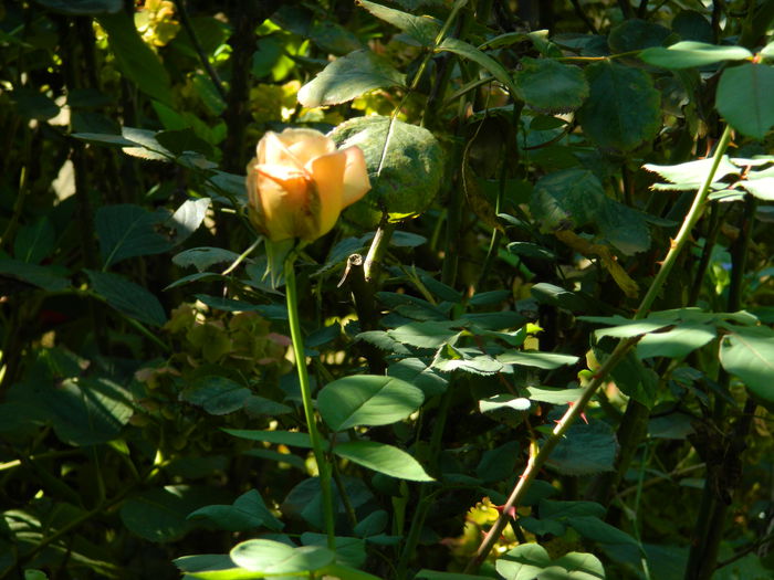 DSCN0343 - 2015_OCTOMBRIE