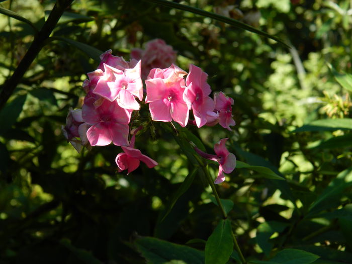 DSCN0344 - 2015_OCTOMBRIE