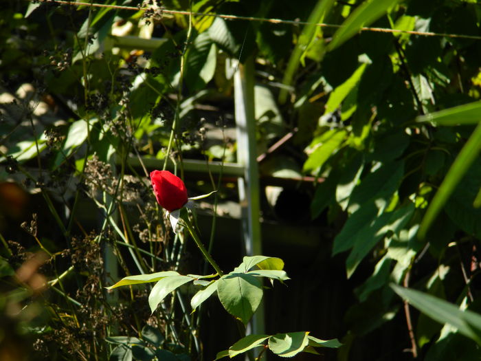 DSCN0346 - 2015_OCTOMBRIE